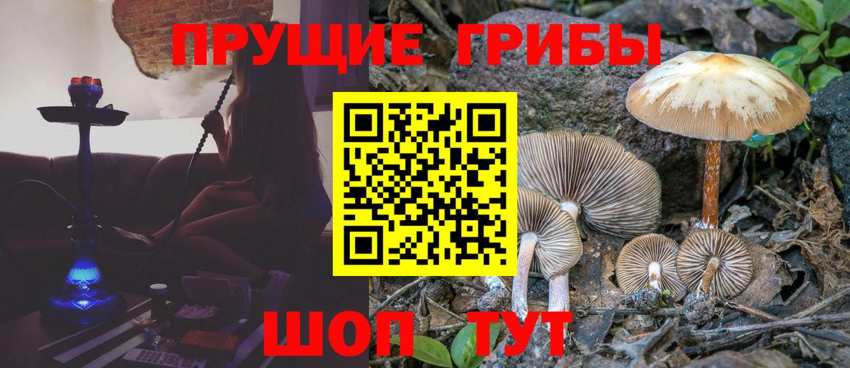 Аксай  Галлюциногенные грибы Psilocybine cubensis  Вход с VPN 
